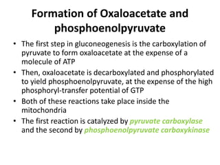 Formation of Oxaloacetate and
phosphoenolpyruvate
• The first step in gluconeogenesis is the carboxylation of
pyruvate to form oxaloacetate at the expense of a
molecule of ATP
• Then, oxaloacetate is decarboxylated and phosphorylated
to yield phosphoenolpyruvate, at the expense of the high
phosphoryl-transfer potential of GTP
• Both of these reactions take place inside the
mitochondria
• The first reaction is catalyzed by pyruvate carboxylase
and the second by phosphoenolpyruvate carboxykinase
 