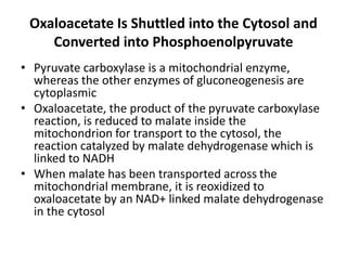 Oxaloacetate Is Shuttled into the Cytosol and
Converted into Phosphoenolpyruvate
• Pyruvate carboxylase is a mitochondrial enzyme,
whereas the other enzymes of gluconeogenesis are
cytoplasmic
• Oxaloacetate, the product of the pyruvate carboxylase
reaction, is reduced to malate inside the
mitochondrion for transport to the cytosol, the
reaction catalyzed by malate dehydrogenase which is
linked to NADH
• When malate has been transported across the
mitochondrial membrane, it is reoxidized to
oxaloacetate by an NAD+ linked malate dehydrogenase
in the cytosol
 