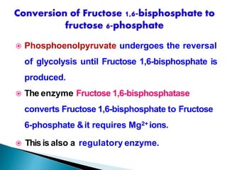  Phosphoenolpyruvate undergoes the reversal
of glycolysis until Fructose 1,6-bisphosphate is
produced.
 The enzyme Fructose 1,6-bisphosphatase
converts Fructose 1,6-bisphosphate to Fructose
6-phosphate &it requires Mg2+ ions.
 Thisis also a regulatory enzyme.
 