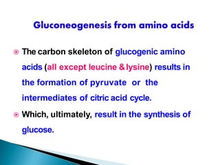  The carbon skeleton of glucogenic amino
acids (all except leucine &lysine) results in
the formation of pyruvate or the
intermediates of citric acid cycle.
 Which, ultimately, result in the synthesis of
glucose.
 