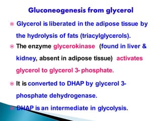  Glycerol is liberated in the adipose tissue by
the hydrolysis of fats (triacylglycerols).
 The enzyme glycerokinase (found in liver &
kidney, absent in adipose tissue) activates
glycerol to glycerol 3- phosphate.
 It is converted to DHAP by glycerol 3-
phosphate dehydrogenase.
 DHAP is an intermediate in glycolysis.
 