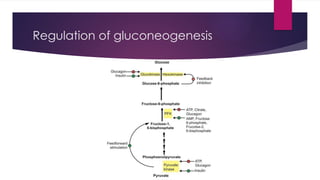 Comprehensive Overview of Gluconeogenesis: Mechanisms and Regulation | PPTX