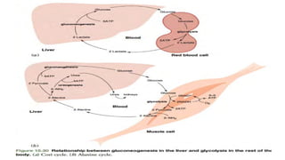 Gluconeogenesis in carbohydrate metabolism.pptx