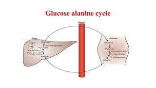 Comprehensive Overview of Gluconeogenesis: Pathways, Regulation, and ...