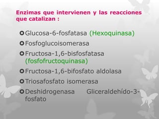 Enzimas que intervienen y las reacciones
que catalizan :

Glucosa-6-fosfatasa (Hexoquinasa)
Fosfoglucoisomerasa
Fructosa-1,6-bisfosfatasa
(fosfofructoquinasa)
Fructosa-1,6-bifosfato aldolasa
Triosafosfato isomerasa

Deshidrogenasa
fosfato

Gliceraldehído-3-

 