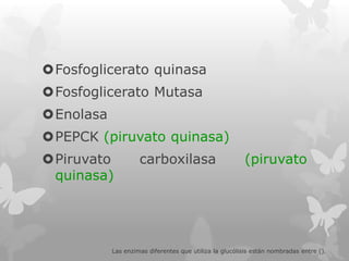 Fosfoglicerato quinasa

Fosfoglicerato Mutasa
Enolasa
PEPCK (piruvato quinasa)

Piruvato
quinasa)

carboxilasa

(piruvato

Las enzimas diferentes que utiliza la glucólisis están nombradas entre ().

 