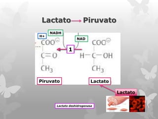 Lactato
H+

Piruvato

NADH
NAD

1

Piruvato

Lactato

Lactato
Lactato deshidrogenasa

 
