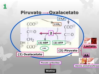 Piruvato

Oxalacetato
2 H2O
2 CO2

2
(2) ADP

(2) ATP

Lactato

2 Pi

(2) Piruvato

(2) Oxalacetato

AA

Piruvato carboxilasa
Alanina aminotransferasa

Biotina

 