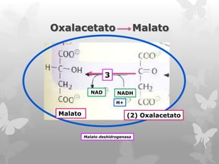 Oxalacetato

Malato

3
NAD

NADH
H+

Malato

(2) Oxalacetato

Malato deshidrogenasa

 