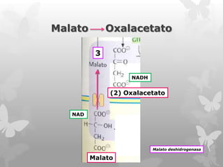 Malato

Oxalacetato
3
NADH

(2) Oxalacetato
NAD

Malato deshidrogenasa

Malato

 