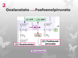 Oxalacetato

Fosfoenolpiruvato

(2) GTP

(2) GDP

4
2 CO2

(2) Oxalacetato

(2) Fosfoenolpiruvato

PEP carboxicinasa

 