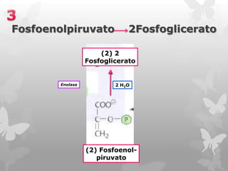 Fosfoenolpiruvato

2Fosfoglicerato

(2) 2
Fosfoglicerato

Enolasa

2 H2O

(2) Fosfoenolpiruvato

 
