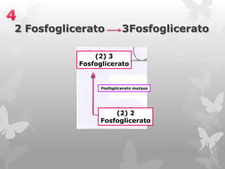 2 Fosfoglicerato

3Fosfoglicerato

(2) 3
Fosfoglicerato

Fosfoglicerato mutasa

(2) 2
Fosfoglicerato

 