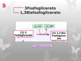 3Fosfoglicerato
1,3Bisfosfoglicerato

(2) ATP

(2) ADP

(2) 3
Fosfoglicerato

(2) 1,3 BisFosfoglicer
ato
Fosfoglicerato quinasa

 