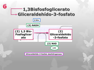 1,3Bisfosfoglicerato
Gliceraldehído-3-fosfato
2 H+

(2) NADH

(2) 1,3 BisFosfoglicer
ato

(2)
Gliceraldehído
-3-fosfato
(2) NAD
2 Pi

Gliceraldehído-3-fosfato deshidrogenasa

 