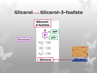 Glicerol

Glicerol-3-fosfato
Glicerol3-fosfato
ADP

7
Glicerolcinasa

ATP

Glicerol

Glicerol

 