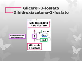 Glicerol-3-fosfato
Dihidroxiacetona-3-fosfato
Dihidroxiaceto
na-3-fosfato
NADH
Glicerol-3-fosfatodeshidrogenasa

8

H+

NAD

Glicerol3-fosfato

 