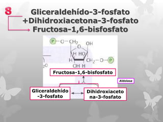 Gliceraldehído-3-fosfato
+Dihidroxiacetona-3-fosfato
Fructosa-1,6-bisfosfato

Fructosa-1,6-bisfosfato
Aldolasa

Gliceraldehído
-3-fosfato

Dihidroxiaceto
na-3-fosfato

 