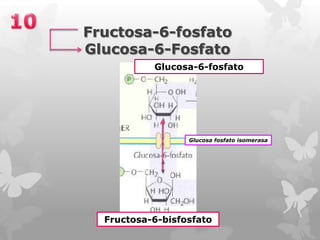 Fructosa-6-fosfato
Glucosa-6-Fosfato
Glucosa-6-fosfato

Glucosa fosfato isomerasa

Fructosa-6-bisfosfato

 