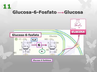 Glucosa-6-Fosfato

Glucosa

Glucosa

Glucosa-6-fosfato
H2O

6
Pi

Glucosa-6-fosfatasa

 