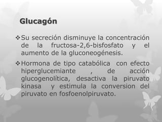 Glucagón
Su secreción disminuye la concentración
de la fructosa-2,6-bisfosfato y el
aumento de la gluconeogénesis.
Hormona de tipo catabólica con efecto
hiperglucemiante
,
de
acción
glucogenolítica, desactiva la piruvato
kinasa
y estimula la conversion del
piruvato en fosfoenolpiruvato.

 