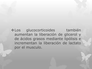 Los
glucocorticoides
también
aumentan la liberación de glicerol y
de ácidos grasos mediante lipólisis e
incrementan la liberación de lactato
por el musculo.

 