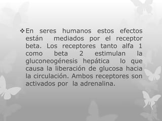En seres humanos estos efectos
están
mediados por el receptor
beta. Los receptores tanto alfa 1
como
beta
2
estimulan
la
gluconeogénesis hepática
lo que
causa la liberación de glucosa hacia
la circulación. Ambos receptores son
activados por la adrenalina.

 