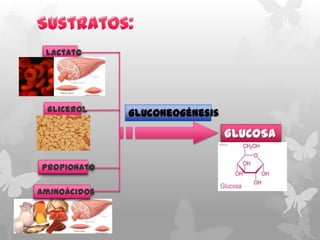 Lactato

Glicerol

Gluconeogénesis

GLUCOSA
Propionato
Aminoácidos

 