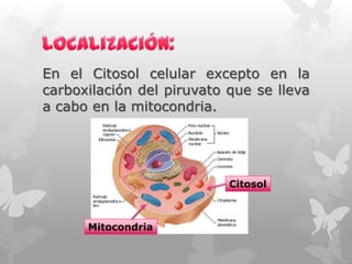 En el Citosol celular excepto en la
carboxilación del piruvato que se lleva
a cabo en la mitocondria.

Citosol

Mitocondria

 
