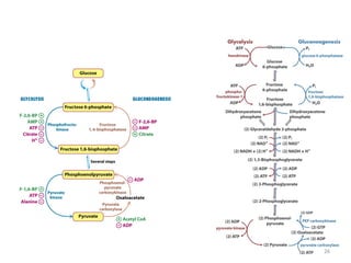 GLUCONEOGENESIS CHO metabolism carbohydrate biochemistry | PPT