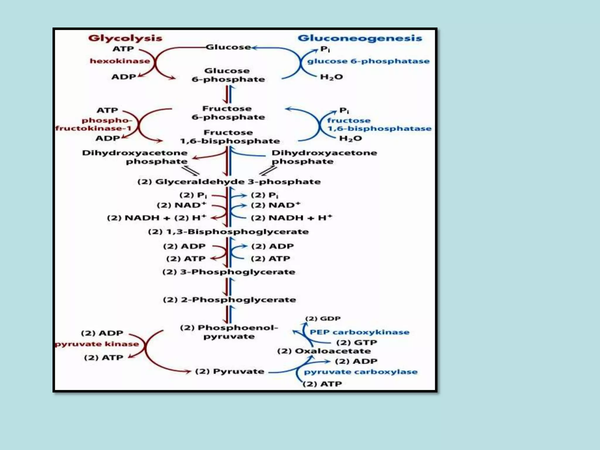 Gluconeogenesis and glycogen metabolism | PPTX