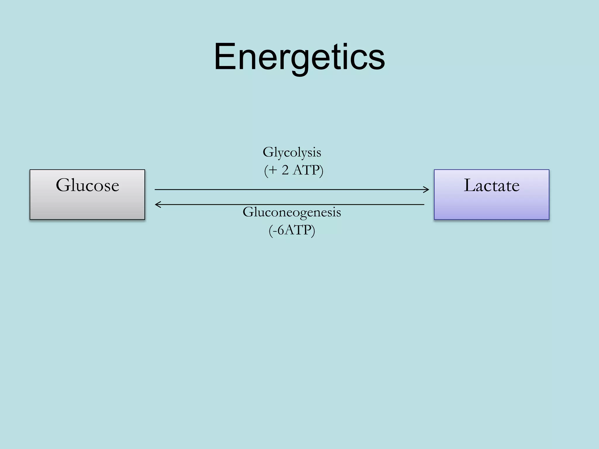 Gluconeogenesis and glycogen metabolism | PPTX