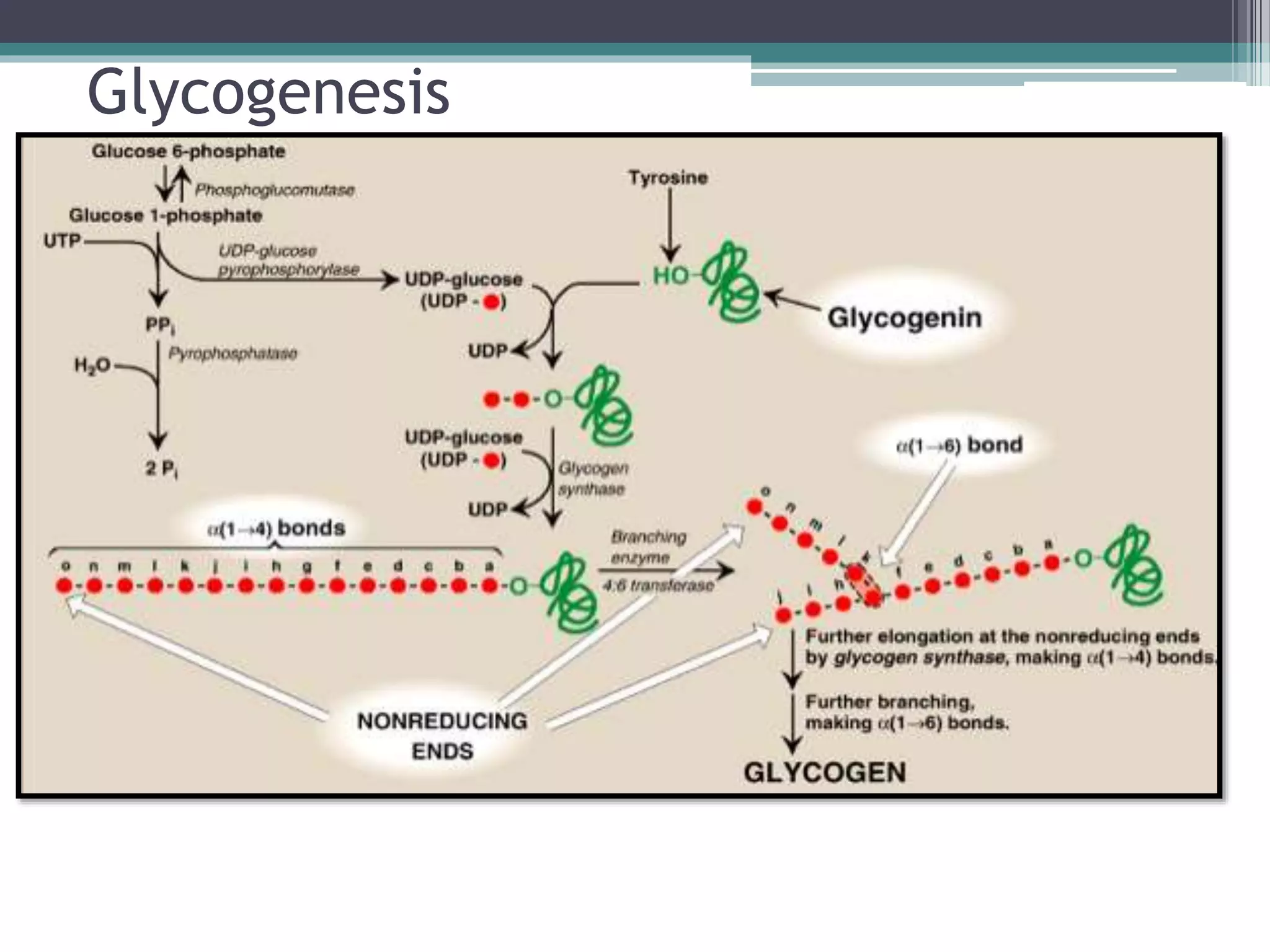 Gluconeogenesis and glycogen metabolism | PPTX