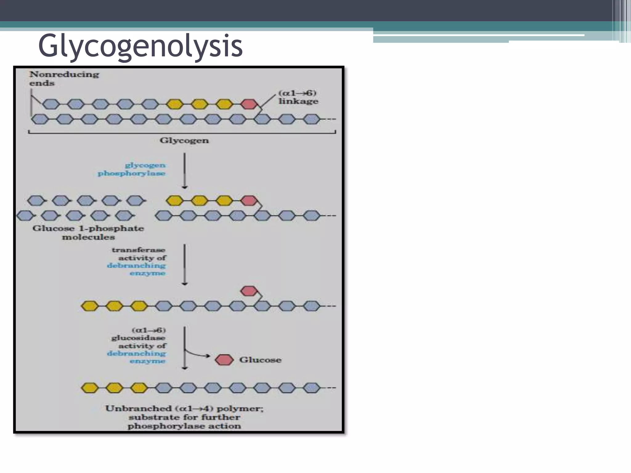 Gluconeogenesis and glycogen metabolism | PPTX