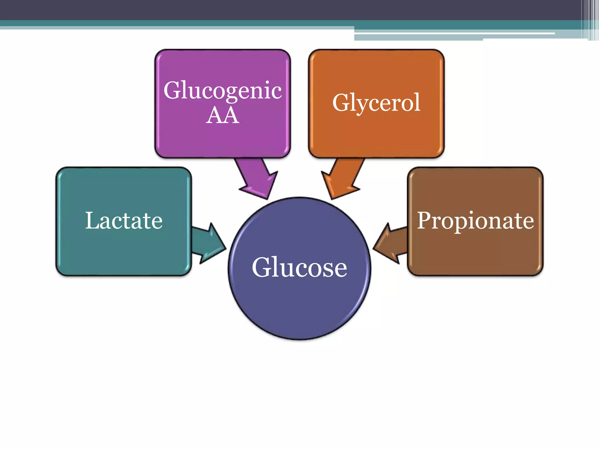 Gluconeogenesis and glycogen metabolism | PPTX
