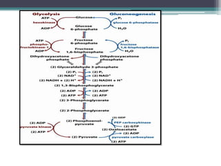 Gluconeogenesis and glycogen metabolism | PPTX
