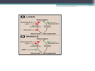 Gluconeogenesis and glycogen metabolism | PPTX
