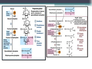 Gluconeogenesis and glycogen metabolism | PPTX