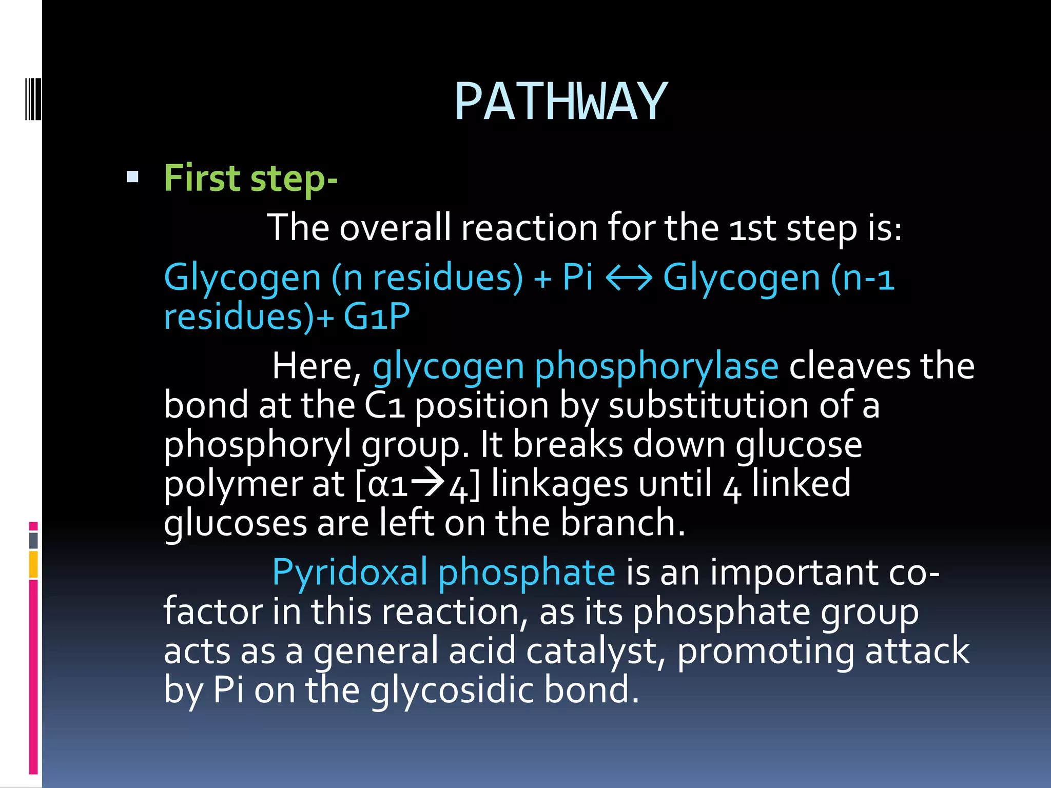 PATHWAY
 First step-
The overall reaction for the 1st step is:
Glycogen (n residues) + Pi ↔ Glycogen (n-1
residues)+ G1P
Here, glycogen phosphorylase cleaves the
bond at the C1 position by substitution of a
phosphoryl group. It breaks down glucose
polymer at [α14] linkages until 4 linked
glucoses are left on the branch.
Pyridoxal phosphate is an important co-
factor in this reaction, as its phosphate group
acts as a general acid catalyst, promoting attack
by Pi on the glycosidic bond.
 