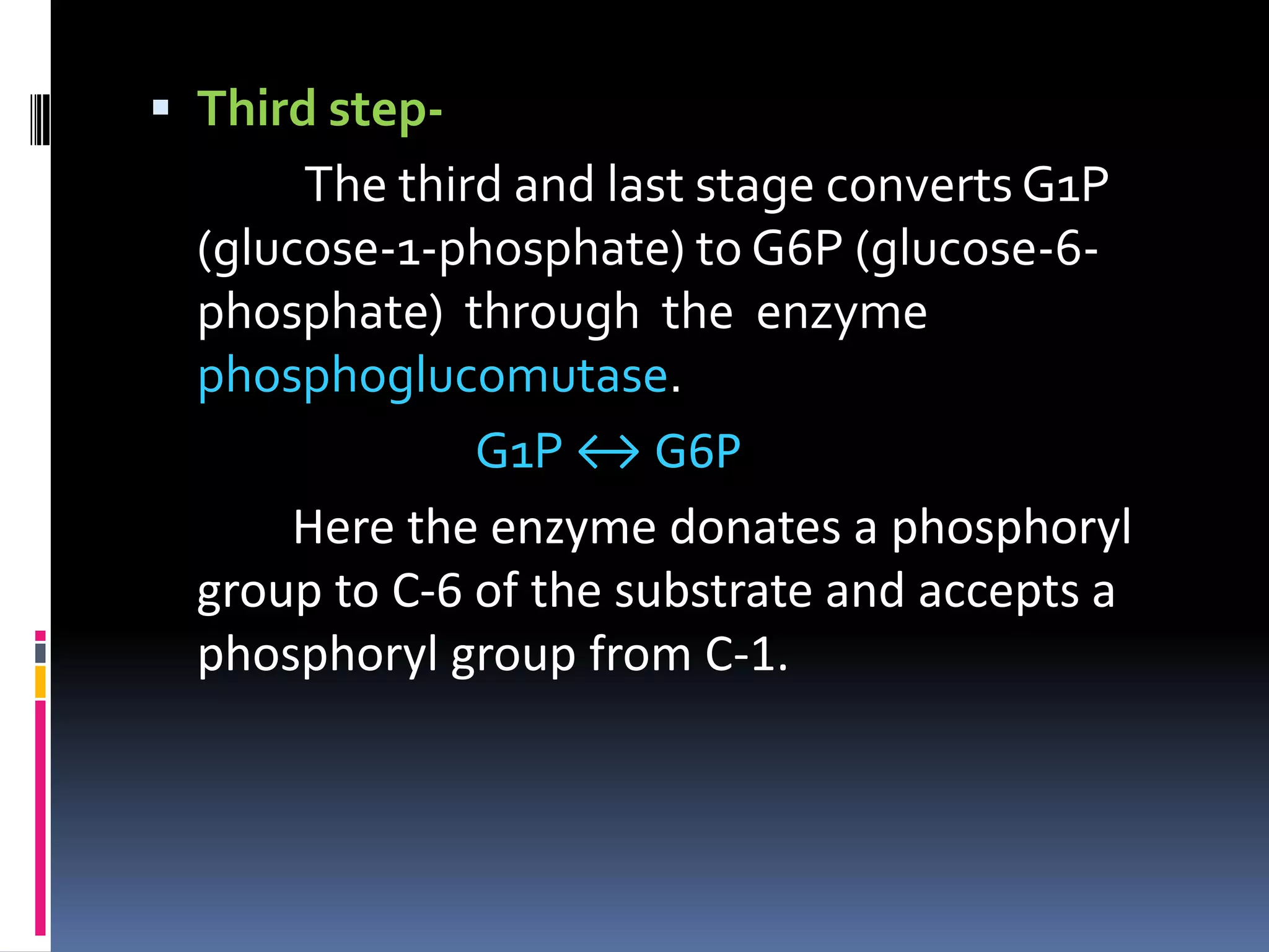  Third step-
The third and last stage converts G1P
(glucose-1-phosphate) to G6P (glucose-6-
phosphate) through the enzyme
phosphoglucomutase.
G1P ↔ G6P
Here the enzyme donates a phosphoryl
group to C-6 of the substrate and accepts a
phosphoryl group from C-1.
 