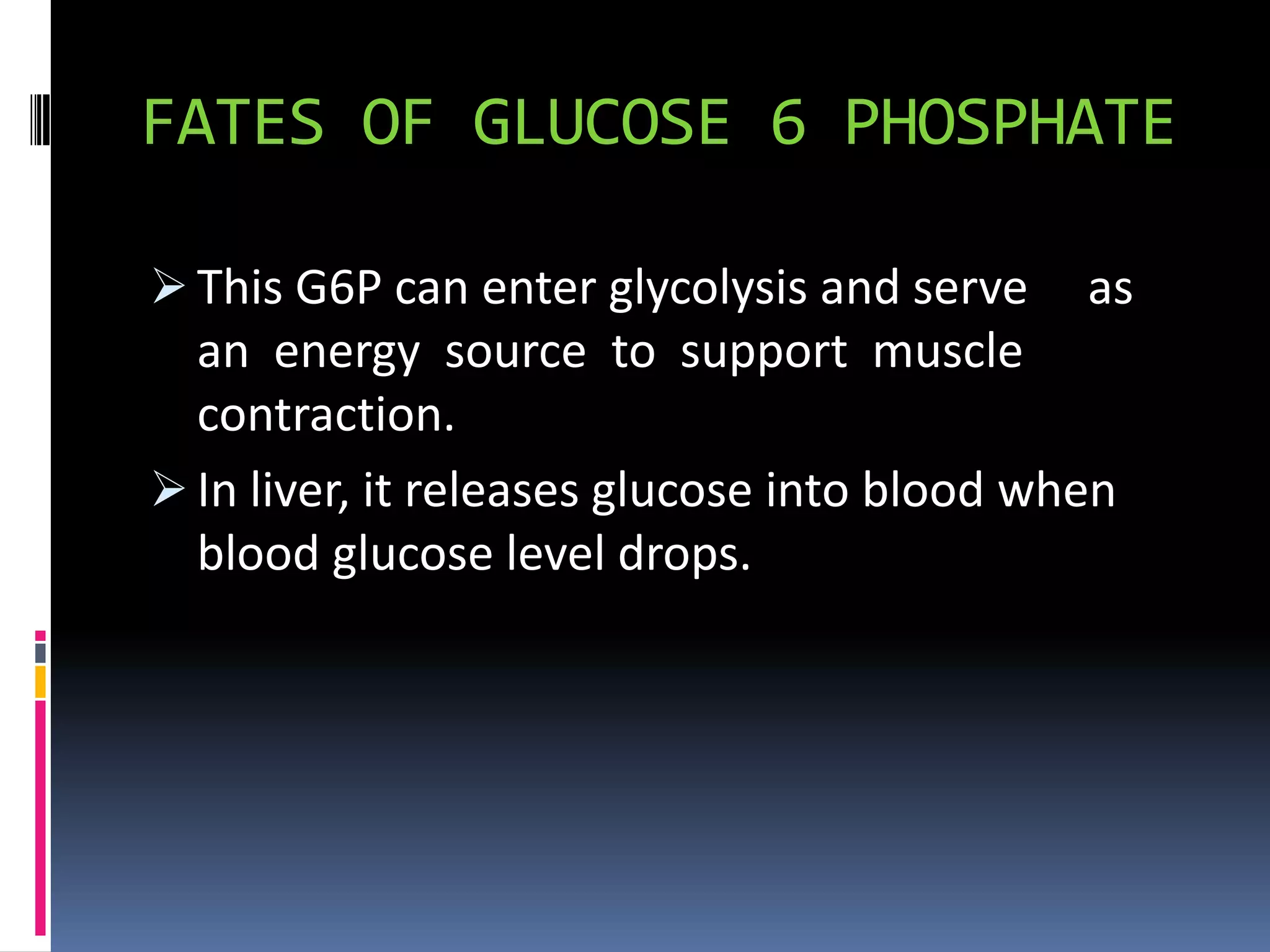 FATES OF GLUCOSE 6 PHOSPHATE
 This G6P can enter glycolysis and serve as
an energy source to support muscle
contraction.
 In liver, it releases glucose into blood when
blood glucose level drops.
 