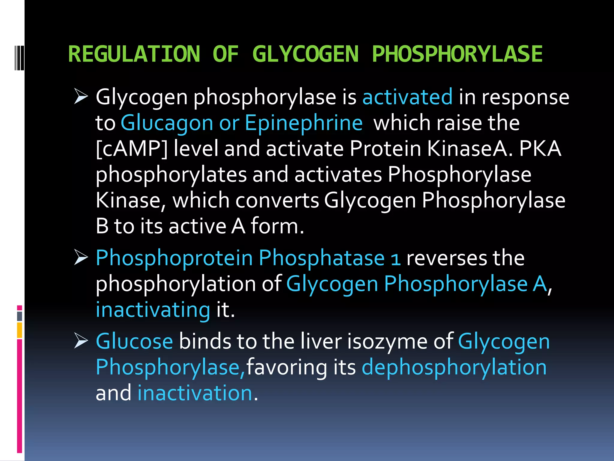 REGULATION OF GLYCOGEN PHOSPHORYLASE
 Glycogen phosphorylase is activated in response
to Glucagon or Epinephrine which raise the
[cAMP] level and activate Protein KinaseA. PKA
phosphorylates and activates Phosphorylase
Kinase, which converts Glycogen Phosphorylase
B to its active A form.
 Phosphoprotein Phosphatase 1 reverses the
phosphorylation of Glycogen Phosphorylase A,
inactivating it.
 Glucose binds to the liver isozyme of Glycogen
Phosphorylase,favoring its dephosphorylation
and inactivation.
 