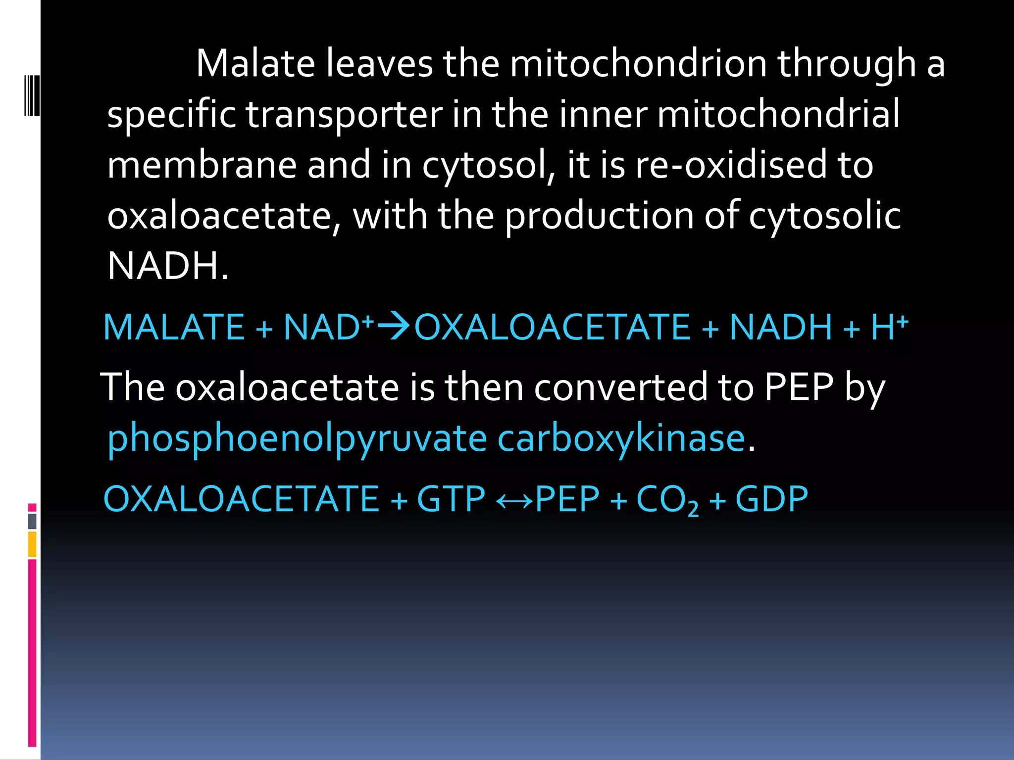 Malate leaves the mitochondrion through a
specific transporter in the inner mitochondrial
membrane and in cytosol, it is re-oxidised to
oxaloacetate, with the production of cytosolic
NADH.
MALATE + NAD⁺OXALOACETATE + NADH + H⁺
The oxaloacetate is then converted to PEP by
phosphoenolpyruvate carboxykinase.
OXALOACETATE + GTP ↔PEP + CO₂ + GDP
 