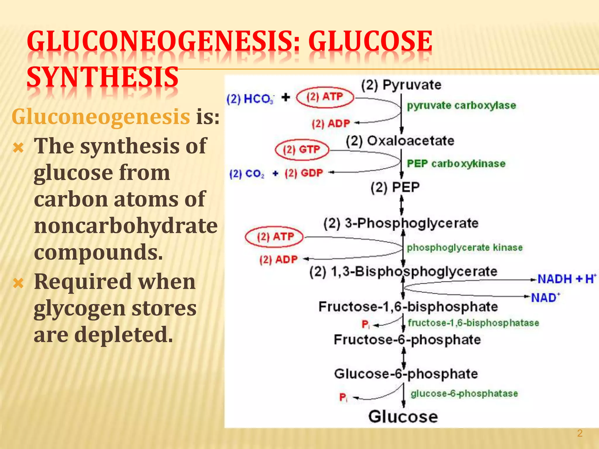 Gluconeogenesis and regulation of carbohydrate metabolism. | PPTX