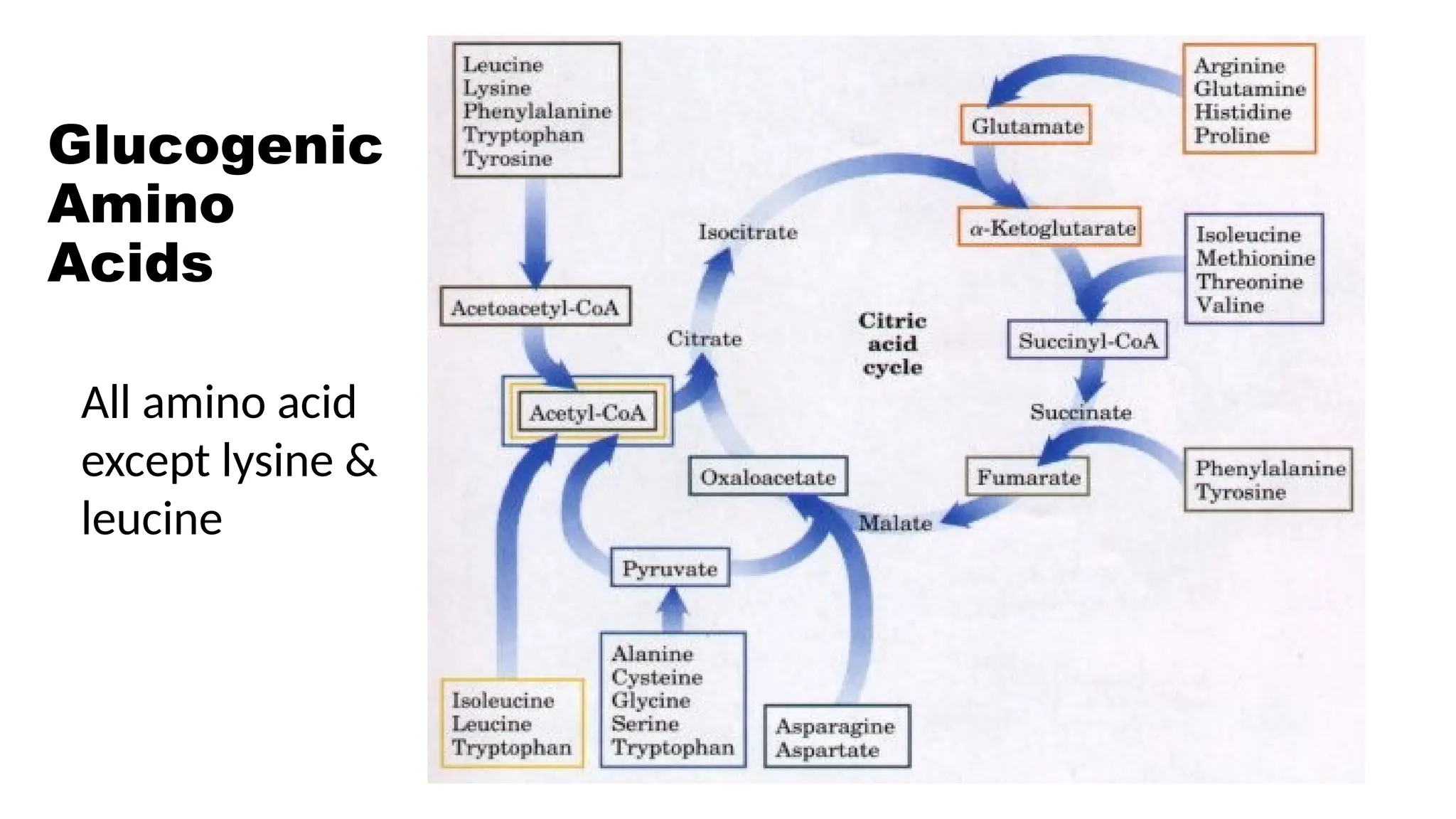 Gluconeogenesis (glucose from non carbohydrate sources) pptx | PPTX
