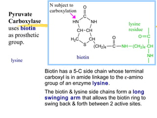 Chain Rings Prostetic Gluconeogenesis for medical school | PPT