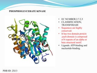 PHOSPHOGLYCERATE KINASE
• EC NUMBER:2.7.2.3
• CLASSIFICATION;
TRANSFERASE
• Sequences are highly
conserved.
• It has two domain protein
;each domain is composed
of 6 repeats of an alpha or
beta structural motif.
• Ligands: ATP-binding and
nucleotide-binding.
PDB ID: 2X13
 