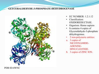 GLYCERALDEHYDE-3-PHOSPHATE-DEHYDROGENASE
• EC NUMBER: 1.2.1.12
• Classification:
OXIDOREDUCTASE.
• Organism: Homo sapiens
• It contains 4 copies of
Glyceraldehyde-3-phosphate
dehydrogenase.
• 2 non-polymeric entities:
a. 3 copies of
NICOTINAMIDE-
ADENINE-
DINUCLEOTIDE.
b. 3 copies of ZINC ION.
PDB ID:4WNC
 