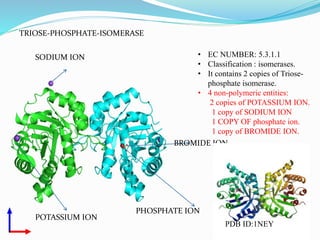 TRIOSE-PHOSPHATE-ISOMERASE
• EC NUMBER: 5.3.1.1
• Classification : isomerases.
• It contains 2 copies of Triose-
phosphate isomerase.
• 4 non-polymeric entities:
2 copies of POTASSIUM ION.
1 copy of SODIUM ION
1 COPY OF phosphate ion.
1 copy of BROMIDE ION.
POTASSIUM ION
SODIUM ION
PHOSPHATE ION
BROMIDE ION
PDB ID:1NEY
 