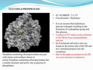 GLUCOSE-6-PHOSPHATASE.
• EC NUMBER: 3.1.3.9
• Classification : Hydrolase
• It is an enzyme that hydrolyzes
glucose-6-pospate resulting in the
formation of a phosphate group and
free glucose.
• Consists of 357 amino acids anchored
to the ER by nine transmembrane
helicies.
• Its N-terminal and active sites are
found on the lumen side of the ER and
its C-terminal projects into the
cytoplasm.
• Due to the tight association to the ER
,its exact structure is unknown.
Vanadium containing chloroperoxidase enzyme
with amino acid residues shown in
colour.Vanadium containing chloroperoxidase has
a similar structure and active site as glucose-6-
phosphatase
 